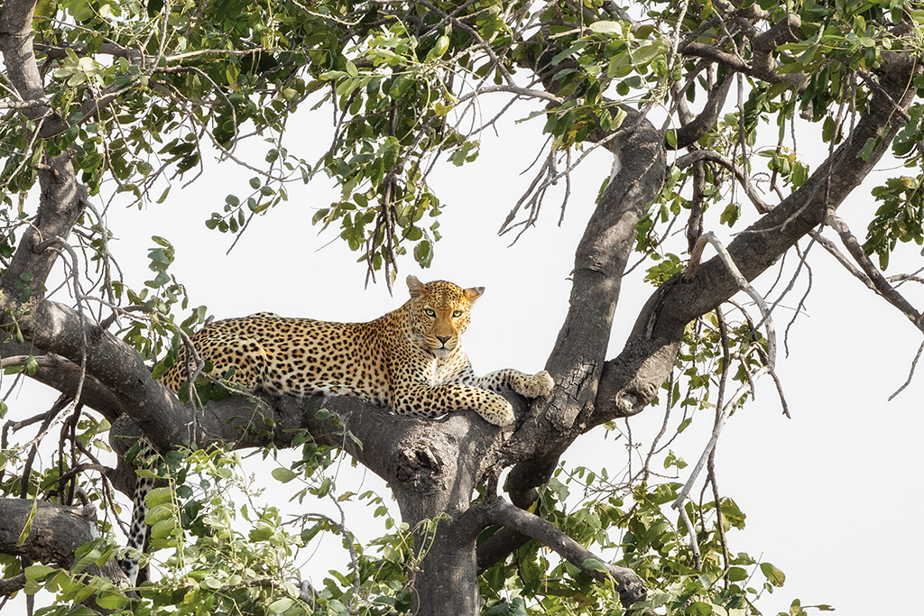 A majestic leopard lounges gracefully on a tree branch, blending seamlessly with the dappled sunlight filtering through the leaves. Chobe National Park, Botswana