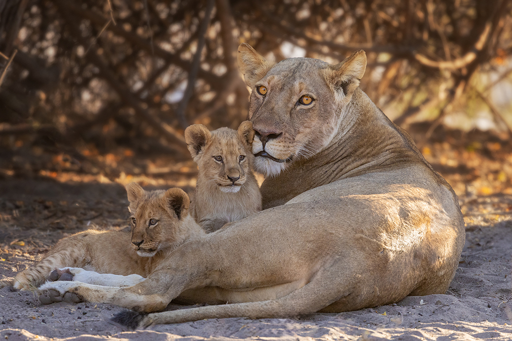 In the heart of the Chobe, a lioness rests with her cubs, embodying the strength and tenderness of the wild. Chobe National Park, Botswana