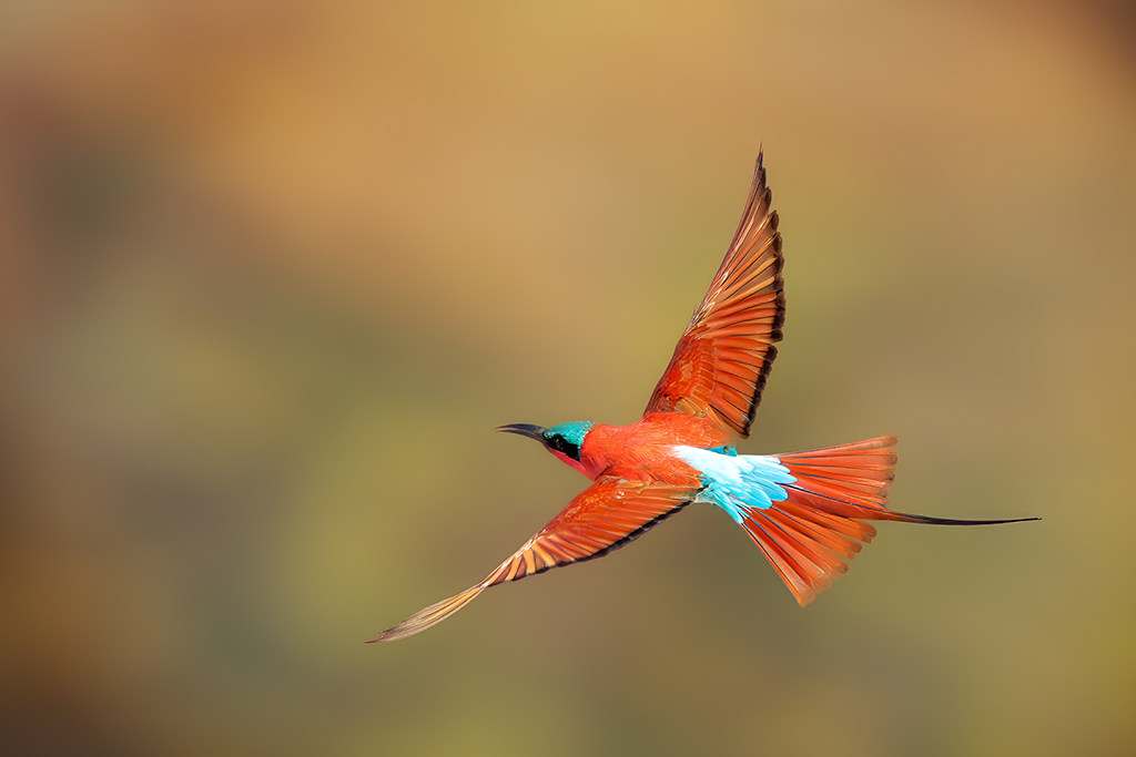 In the golden hush, a Carmine Bee-eater ignites the air; its crimson wings and cobalt tail painting motion into silance.