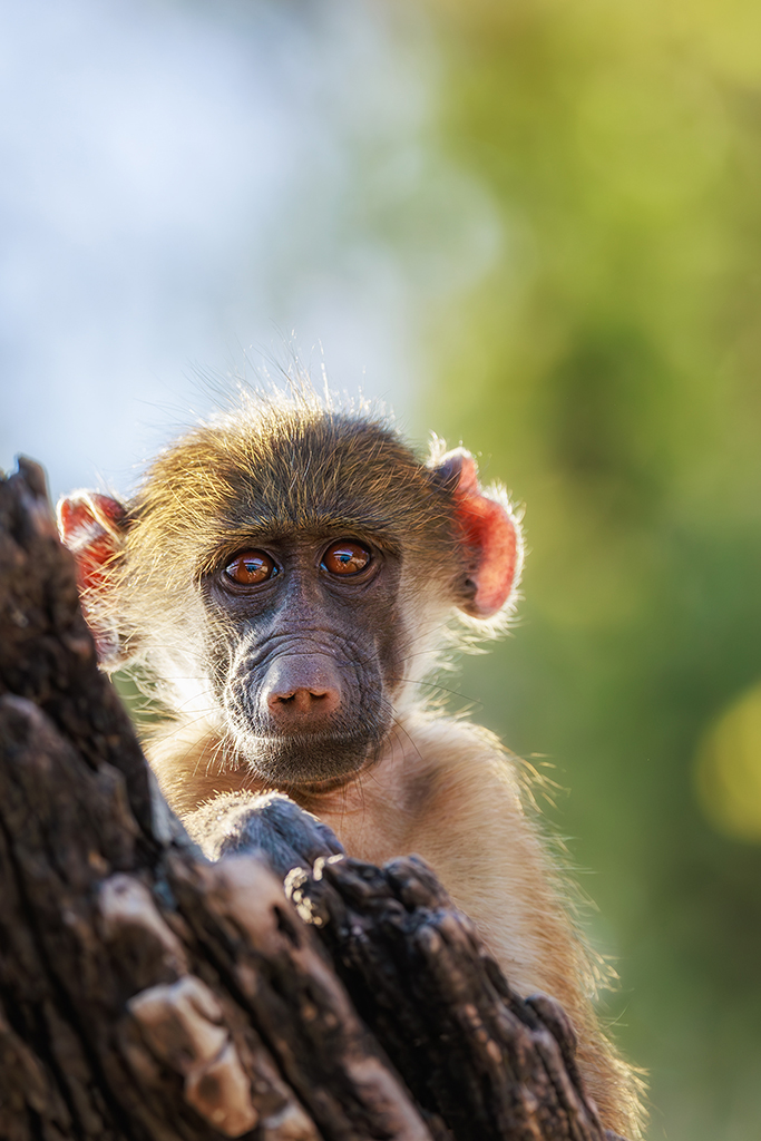 Peek-a-boo! A curious young baboon explores the wonders of the world with a playful spirit. Chobe National Park, Botswana