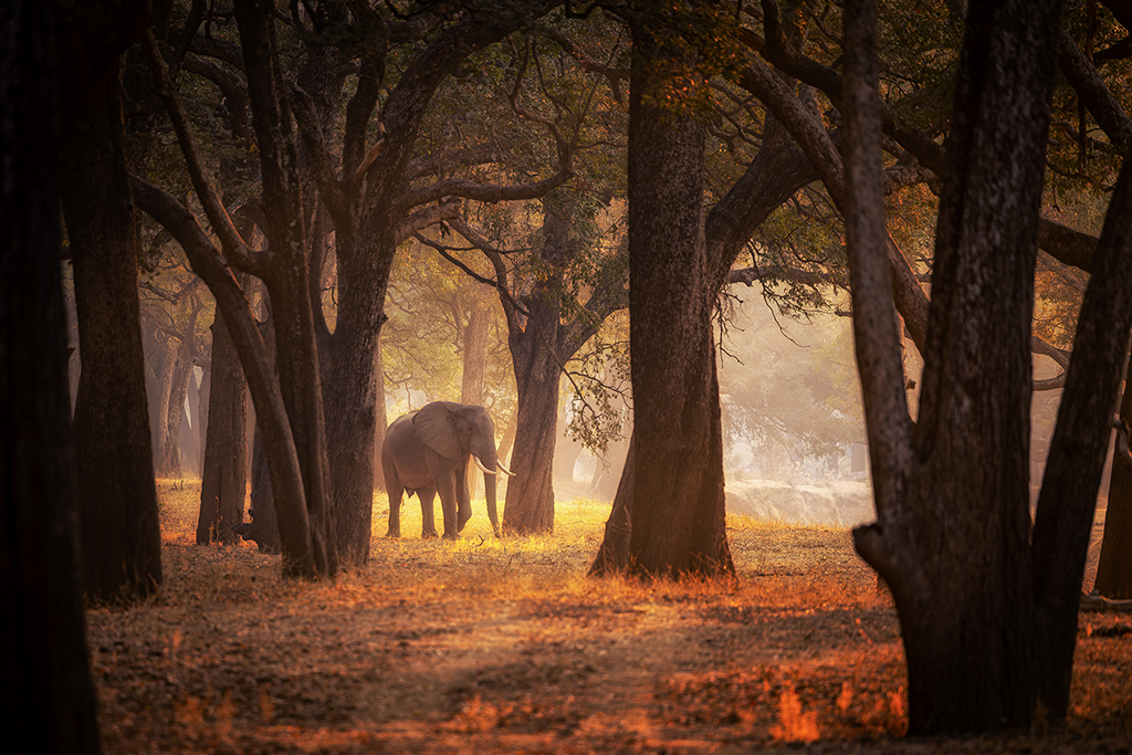 Beneath the golden hush of dawn, an elephant stands in quiet majesty among the towering ebony trees of South Luangwa National Park—bathed in morning light, embraced by the stillness of the wild.