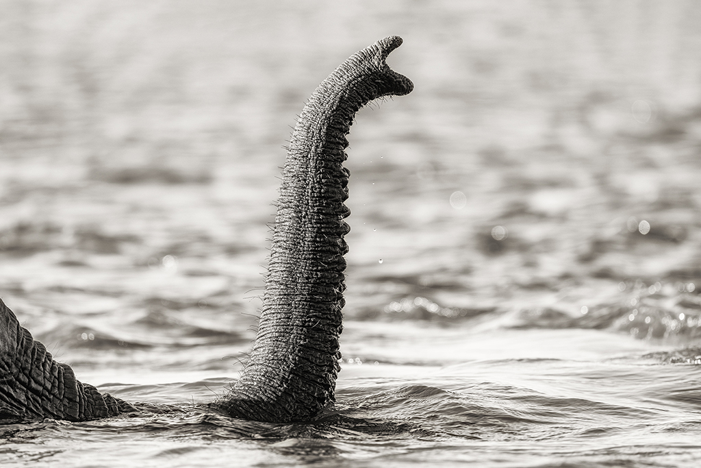 Graceful Emergence: An Elephant's Trunk Breaks the Water's Surface, a Testament to Nature's Majesty. Chobe River, Botswana