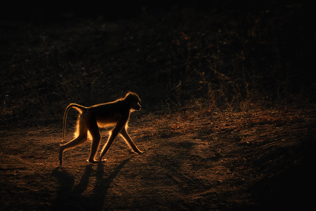 Dusk patrol; silhouetted against the fading light, treading the dust-worn path of memory.