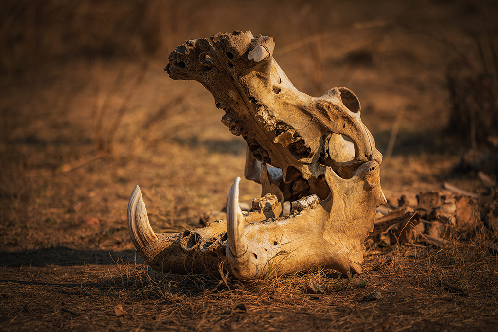 Echoes of the wild — a hippo skull rests in the dust of South Luangwa National Park.
