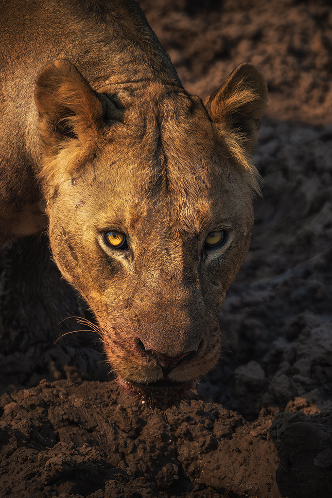 The predator pauses—muddy water meets a crimson muzzle, the savanna holding its breath.