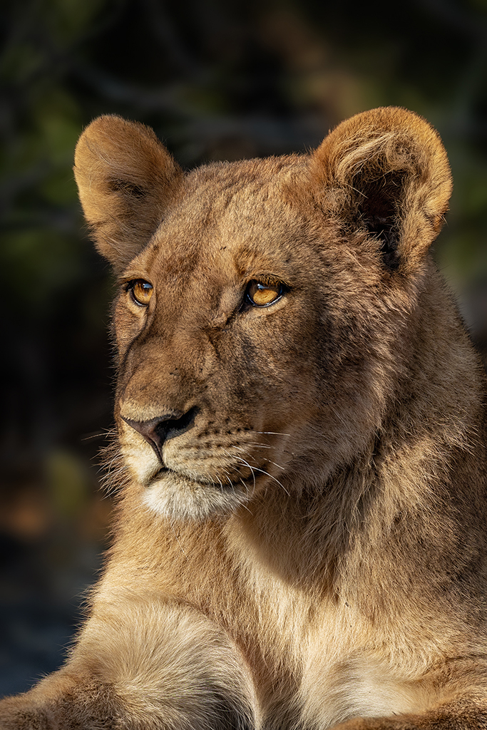 A majestic lioness basks in the golden sunlight, her keen eyes surveying the surroundings with a regal presence. Chobe National Park, Botswana