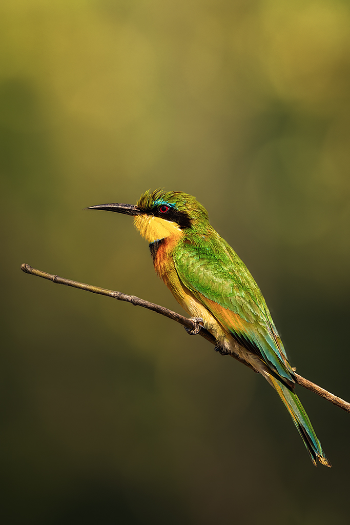 Perched like a brushstroke of fire and emerald, the little bee-eater waits; South Luangwa's whisper of colour in a worldhushed by heat.