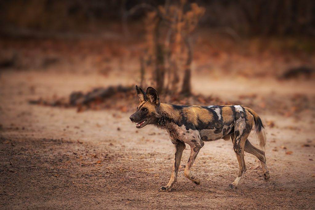 Grace in the dust — an African wild dog, Africa’s most efficient pack hunter, strides through the savanna, its mottled coat a masterpiece of nature’s camouflage.