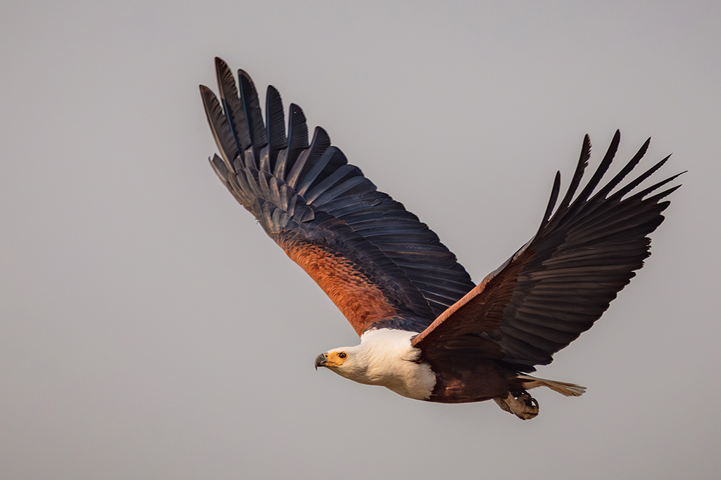 Wings of Majesty: The African Fish Eagle soars through the sky, its powerful wings slicing the air with grace and precision.