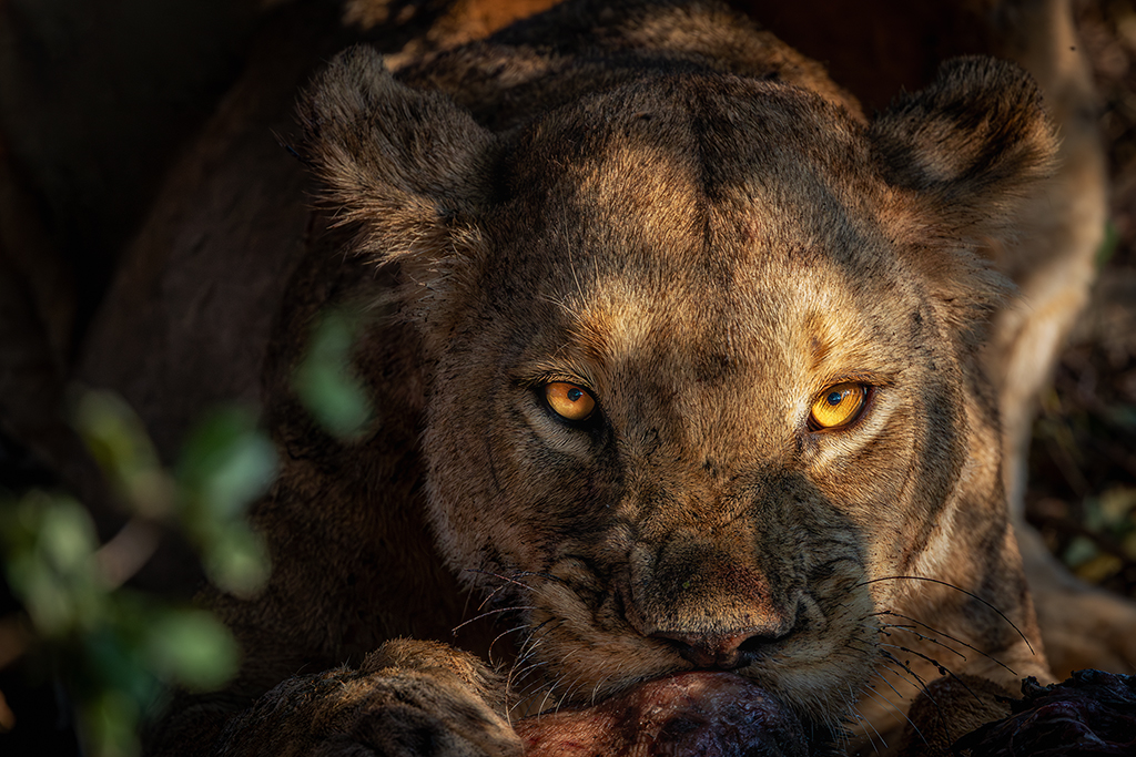 Feast of the Wild: A young lioness locks eyes with the world, her golden gaze fierce and unflinching as she claims her prize.