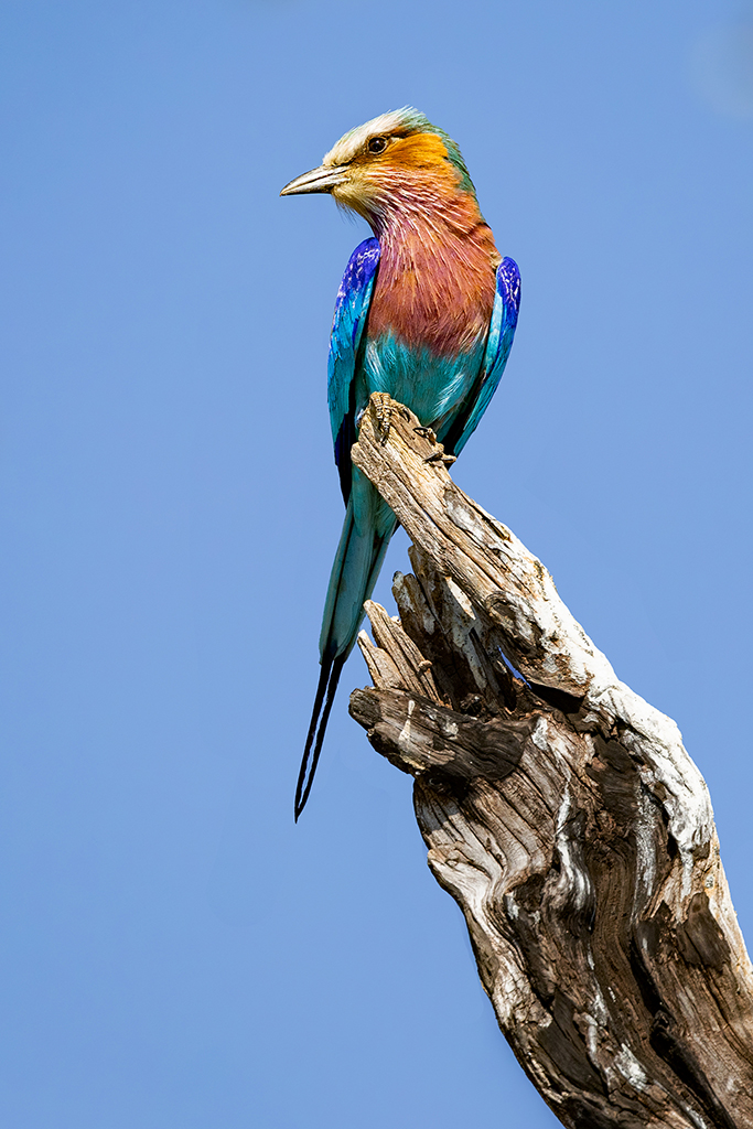 A Lilac-Breasted Roller perches gracefully on a weathered branch, its vibrant plumage a dazzling display of nature's artistry against the clear blue sky. Chobe River, Botswana