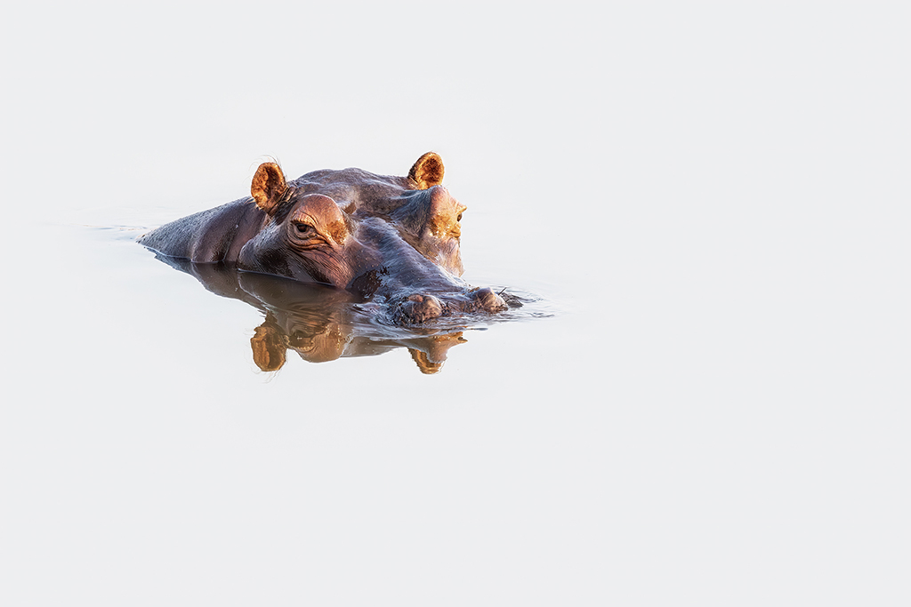 A lone hippopotamus drifts through the still waters, its reflection a quiet mirror of serenity, as the world around it fades into calm.