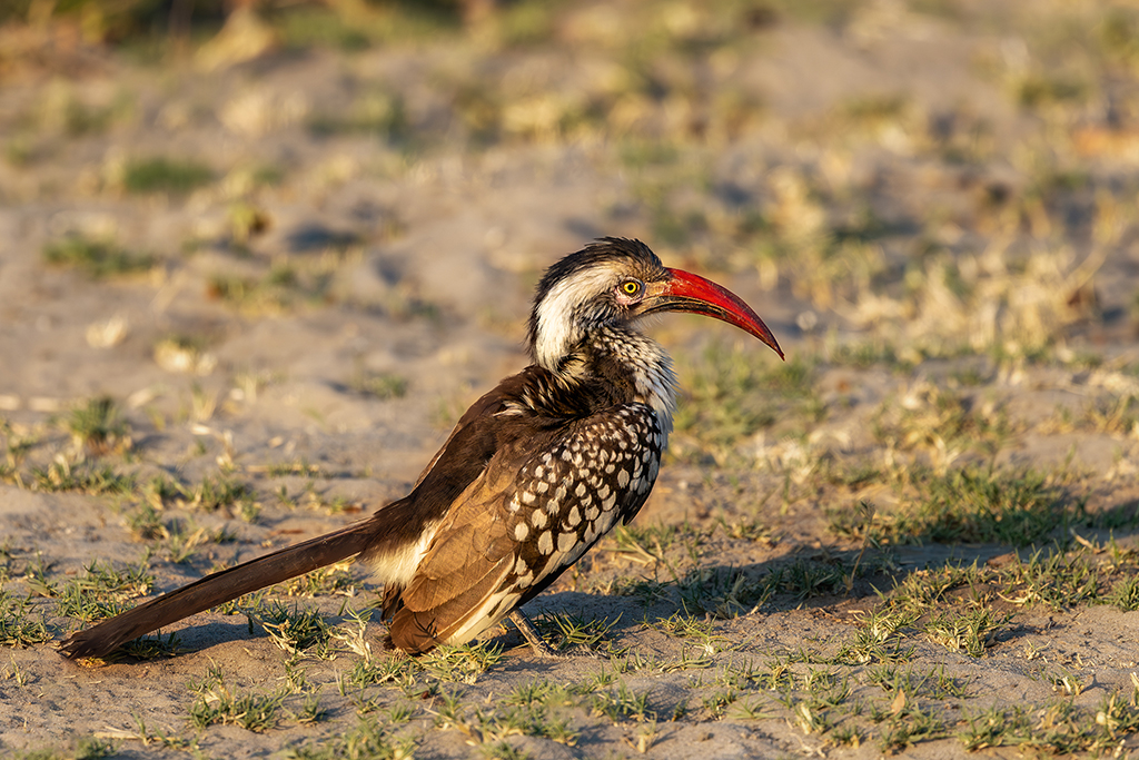 A Red-billed Hornbill stands on the ground, its striking red beak contrasting with its brown and white speckled feathers, illuminated by the warm sunlight. Chobe National Park, Botswana