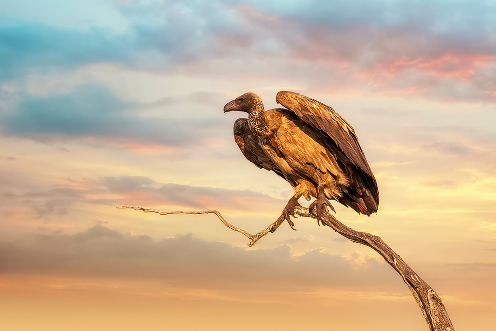 Silent sentinel of the savanna — a White-backed Vulture surveys the dusk from its throne of twisted wood, as the Zambian sky burns with fading light.