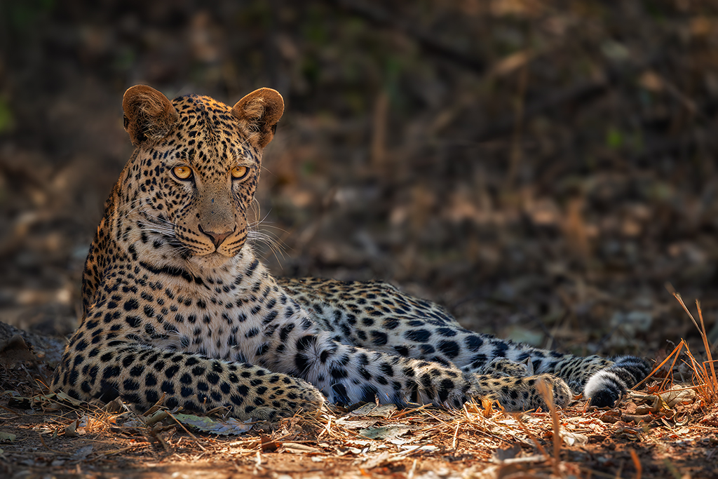 Eyes locked and body poised, the leopard rests in quiet command beneath the dappled light of South Luangwa’s woodland—an emblem of stealth and elegance in the Valley of the Leopard.