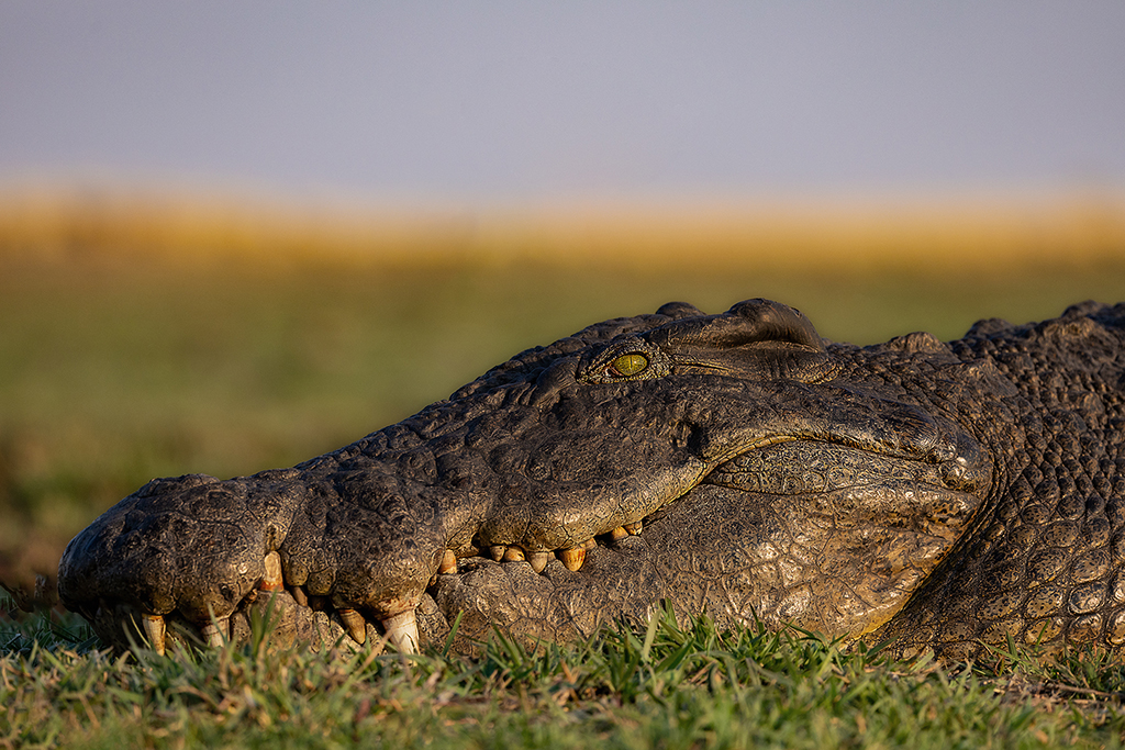 Basking in the golden glow, the crocodile's rugged scales shimmer like ancient armor, a silent and deadly sentinel of the riverbank. Chobe River, Botswana