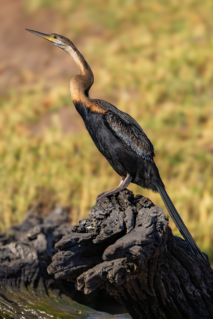 An African Darter perches gracefully on a weathered log, its sleek, elongated neck and glossy black plumage glistening in the sunlight. Chobe River, Botswana