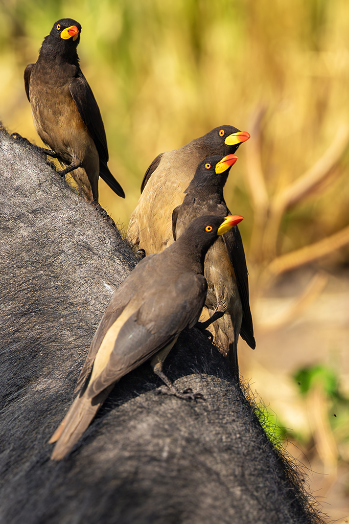 A symphony of oxpeckers perched on the back of a gentle giant, their vibrant feathers a testament to nature's harmonious balance. Chobe River, Botswana