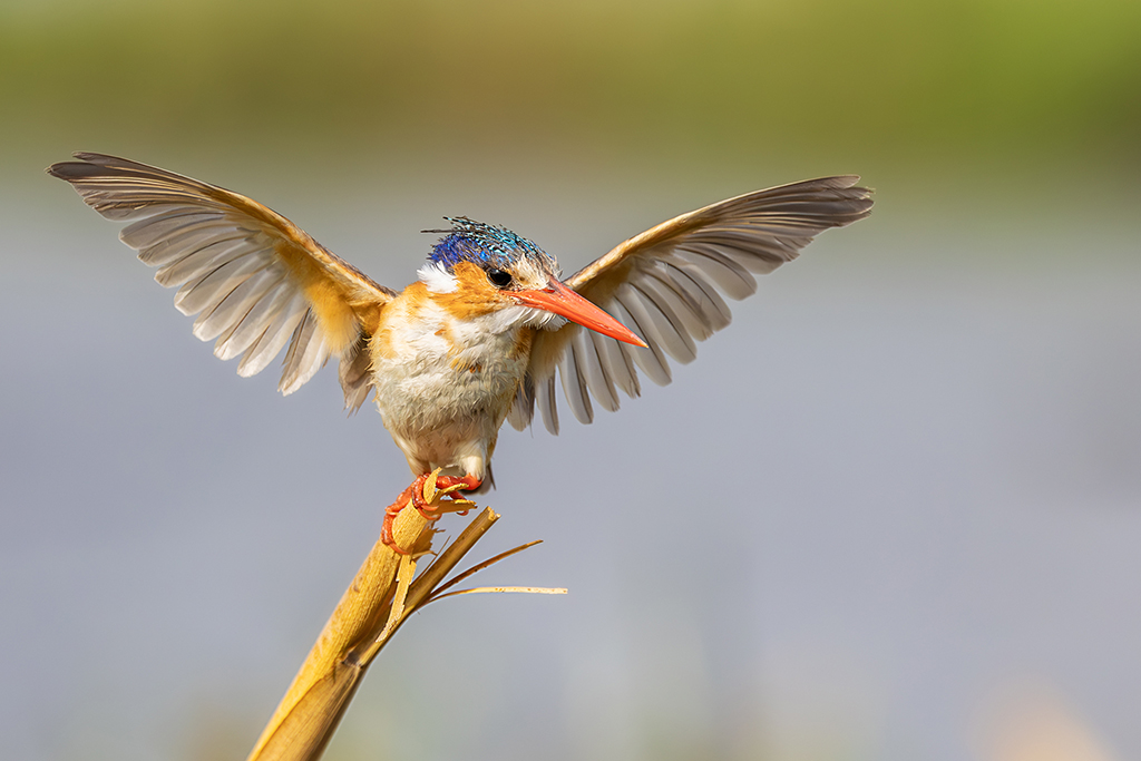 A Malachite Kingfisher, adorned in vibrant hues, perches gracefully on a reed, a living jewel in the tapestry of nature. Chobe River, Botswana