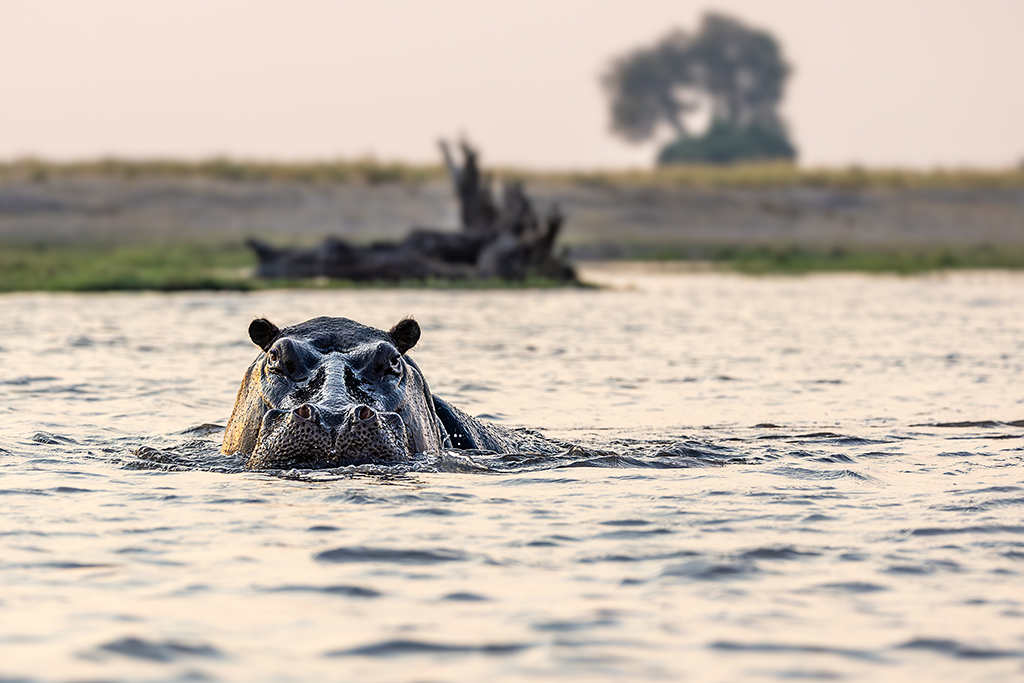 Emerging from the depths, the hippo's watchful eyes break the surface, a silent guardian of the tranquil waters of the Chobe River. Chobe River, Botswana