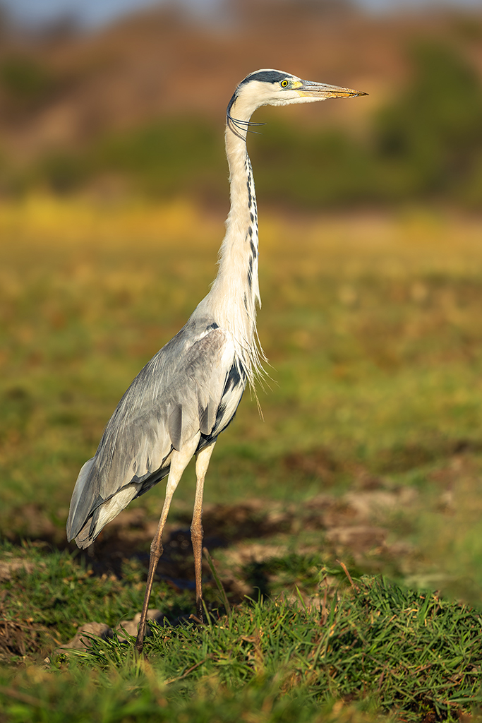 A majestic Grey Heron stands gracefully on the riverbank, showcasing its elegant plumage and poised stance. Chobe River, Botswana