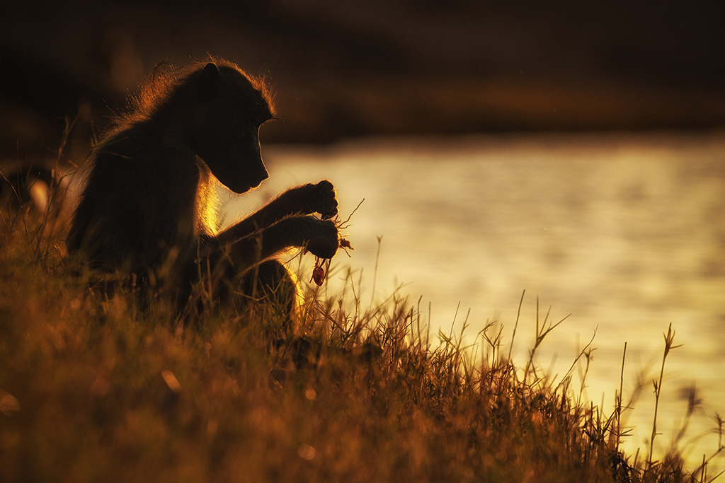 In the golden embrace of dusk, a baboon contemplates the mysteries of its world, bathed in the serene glow of the setting sun. Chobe National Park, Botswana